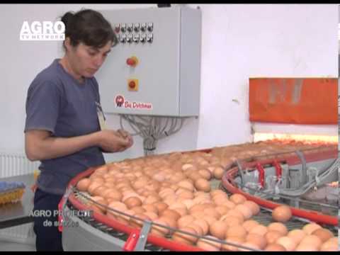 REPORTAJ VIDEO - Pionierat in domeniul cresterii pasarilor din Romania