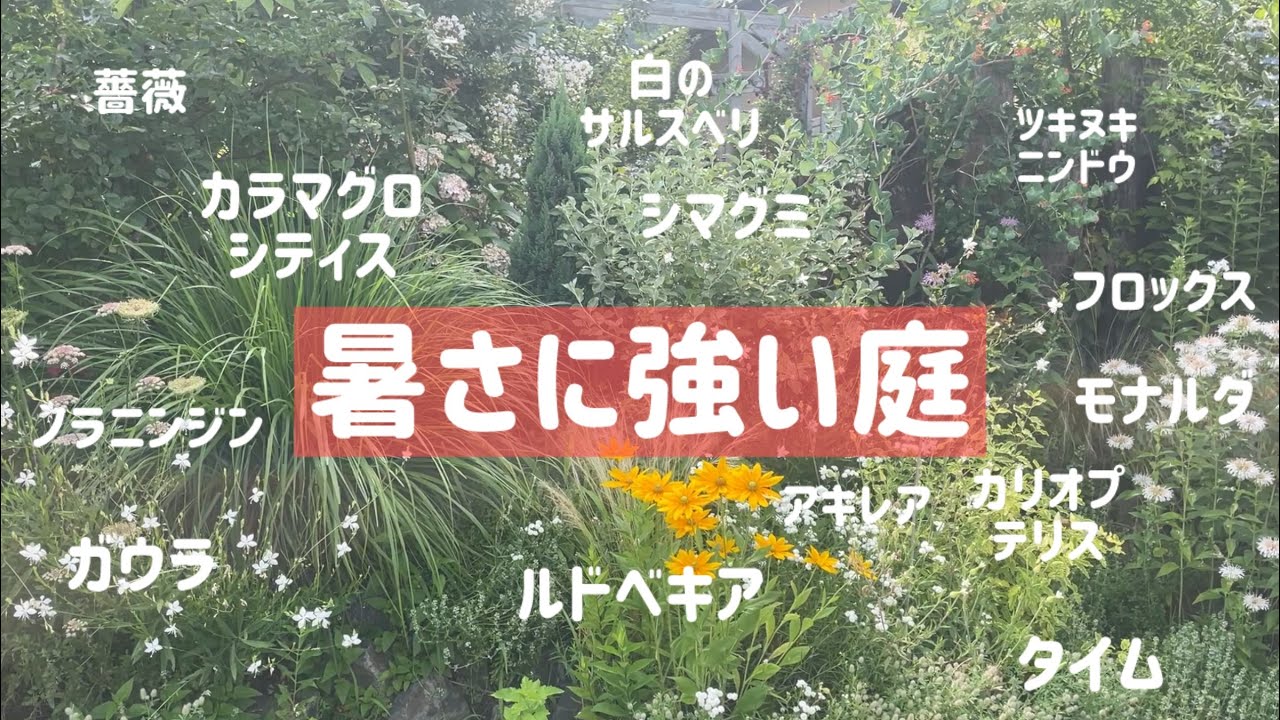 長く育ててわかった暑さに強い植物🪴ローメンテナンスな夏の庭造り【宿根草、零れ種】