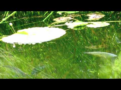 Dave Vega & Seth Troxler - The Woes of Me (Exercise One Mix) [Radio Edit]