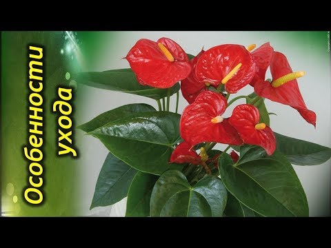 АНТУРИУМ, «мужское счастье» или «цветок фламинго». Особенности ухода.