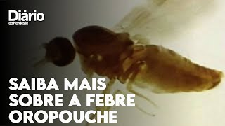 Febre oropouche: o que é e como se proteger dessa doença