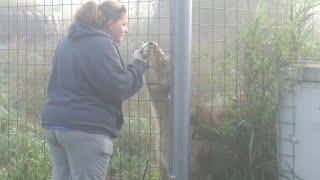 Wisconsin Big Cat Rescue Visit- FEEDING TIME!