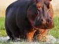 I Wanna Hippo For Christmas Wmv