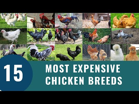 , title : 'Top 15 Most Expensive Chickens'