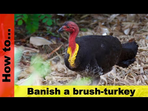, title : 'How to banish a brush-turkey'