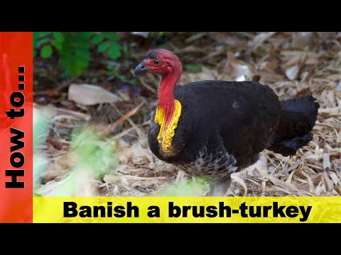 download lagu mp3 mp4 Brush Turkey Poison, download lagu Brush Turkey Poison gratis, unduh video klip Brush Turkey Poison