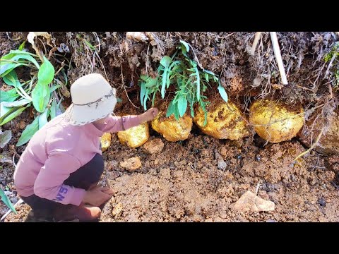 I found some golden potatoes in a remote valley, smashed the potatoes and found gems!crystal,diamond