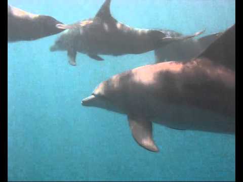 Delfine, Allgemein zu La Réunion,La Réunion