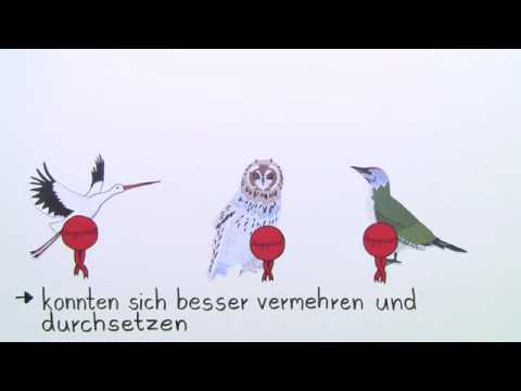 NATÜRLICHE SELEKTION | SELEKTIONSFAKTOREN UND SELEKTIONSTYPEN | Biologie | Evolutionsbiologie