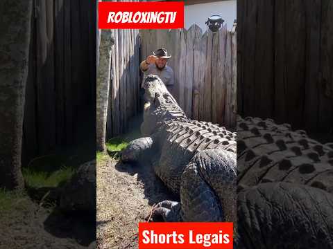 Veja o maior crocodilo aligator jacaré da história 🐊🦖🦕🦎