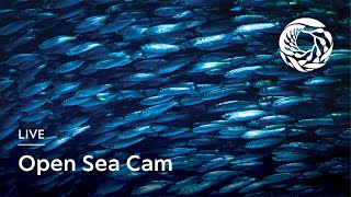 Live Open Sea Cam | Monterey Bay Aquarium live webcam