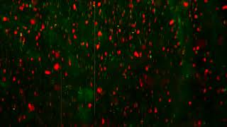 Peace of Mind - Blue Cheer (Psychedelic Masterpiece 1969)