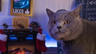 Interactive Cat Live Stream - Behind the Scenes