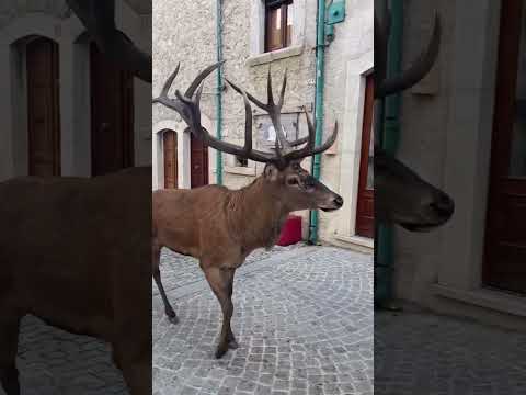 A, Abruzzo, amore e armonia