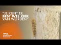 Pas op: de bastaardsatijnrups is terug en zorgt voor overlast op het strand