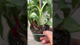 ¿Olvidaste regar? ¡No te preocupes! Aprende a rehidratar tus plantas fácilmente. #jardinería #con...