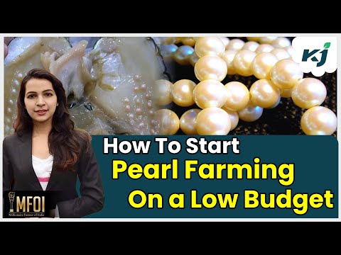 How To Start Pearl Farming On a Low Budget | Pearl Farming For Beginners | Business Ideas | News