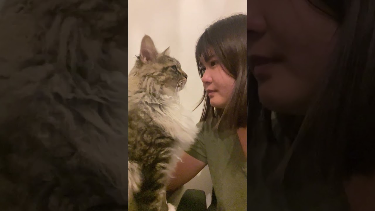 【癒し】愛猫からの愛が止まらない！イチャこら！ラヴ上等！