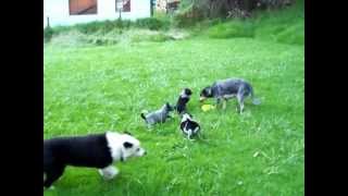 preview picture of video 'border collie/blue heeler mix puppies 6 weeks'
