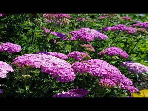 Best Perennials - Achillea millefolium 'Appleblossom' (Yarrow)