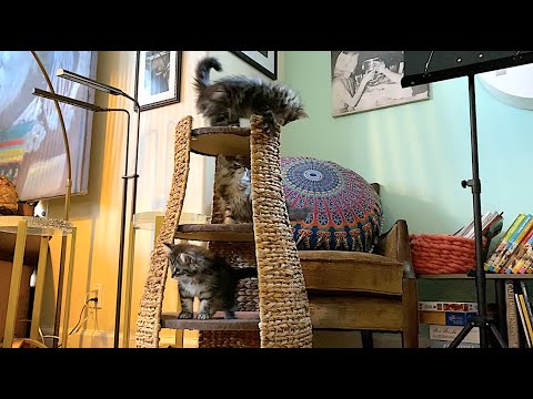 SKOGBERG CATTERY | NORWEGIAN FOREST CATS. What Do Norwegian Forest Cats Love to Do the Most?