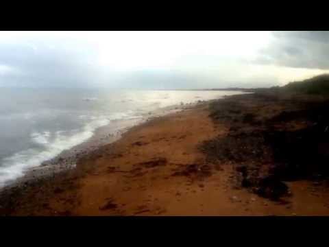 The birds on the beach