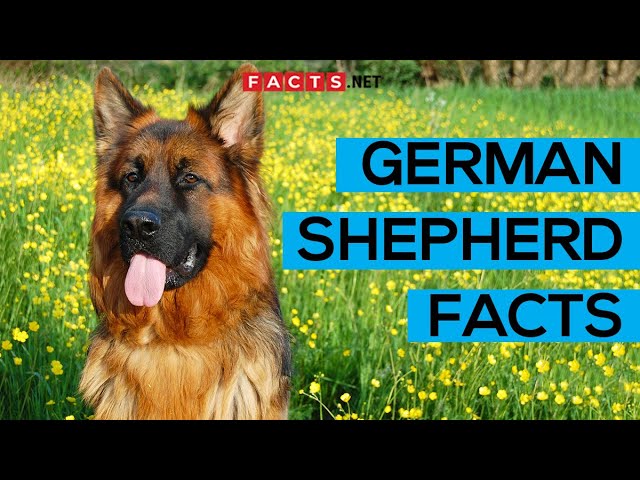 German Shepherd Dog Dog Breed Information