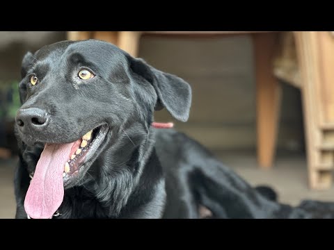 cyrus’s summer routine 😄 #dogshorts