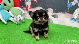 チワワ（ロング）の動画01