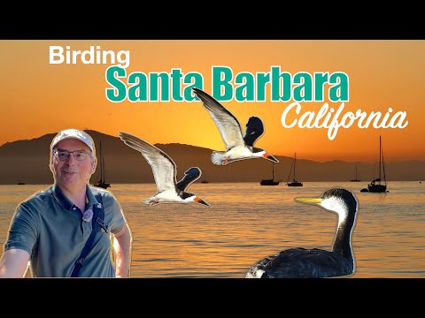 Birding in beautiful Santa Barbara, California!