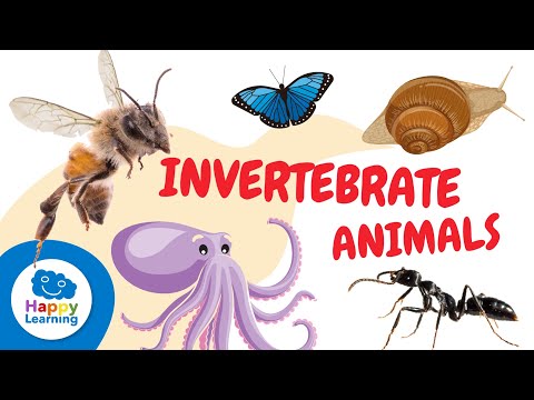 INVERTEBRATE ANIMALS for kids - Arthropods, mollusks, worms, cnidarians, and echinoderms.