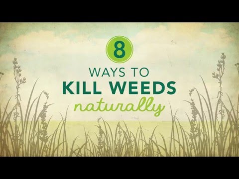 , title : '8 Ways to Kill Weeds Naturally'
