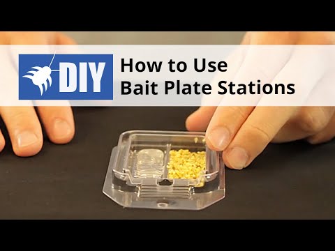  How to Use Bait Plate Stations for Ants & Roaches Video 