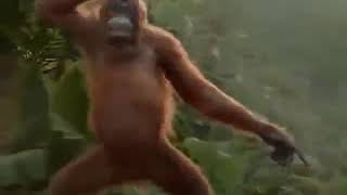 Download lagu Gorila joget mp3 Download lagu Gorila joget mp3