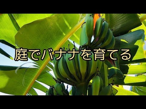 庭にバナナの木を植えることも可能です！そこに熱帯林を生み出す丈夫な種は何でしょうか?  庭園
