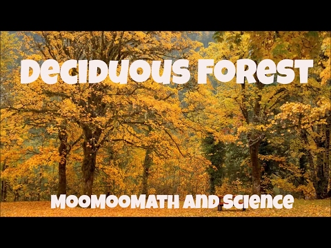 Temperate Deciduous Forest-World Biomes