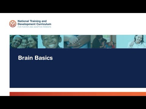 NTDC Classroom: Trauma-Related Behaviors – Brain Basics