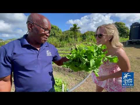 Videos del Galley Bay Resort Spa 4★ en Saint John, Antigua y BarbudaVer MásVerPrecios20CerrarConsulta por Whatsapp 🇦🇷BookingTripadvisorExpediaAgodaTravelocityOrbitzPricelineTripSkyscannerDespegarKayakHotelesBestdayDestiniaTrivagoTurismocityLastminuteHotwireTuiWotif