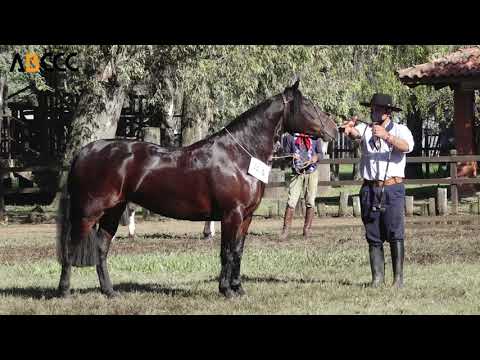 BASCA ERVA DOCE   3ª Melhor Fêmea