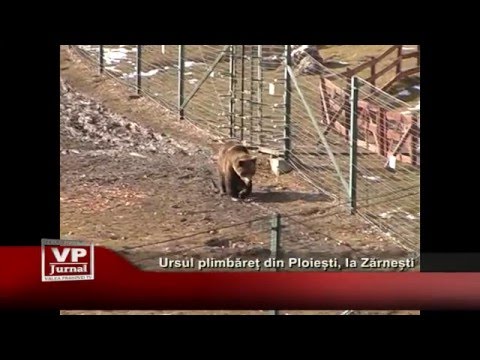 Ursul plimbaret din Ploiesti, la Zarnesti