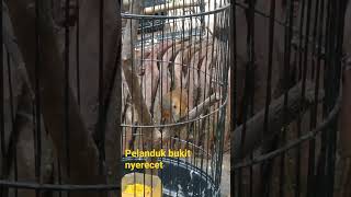 Download lagu burung PELANDUK BUKIT nyrecet || cocok buat masteran mp3