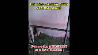 Download lagu Kailan dapat magpakain ng lactating feeds sa inahin@mangungumatv8418  #pig #farming #animals mp3