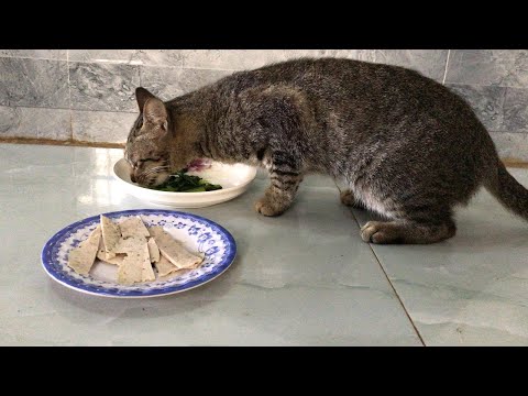 Between meat and vegetables, what will your cat eat first ?