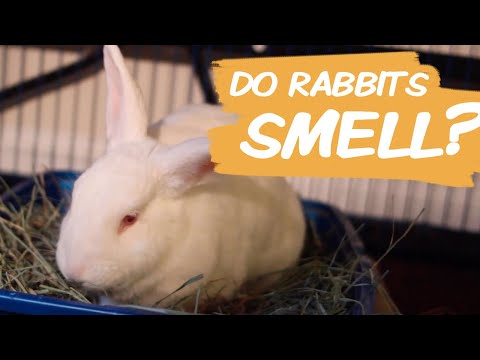 How To Keep Your House From Smelling Like a Bunny