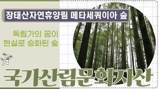 [#국가산림문화자산] 장태산자연휴양림 메타세쿼이아숲