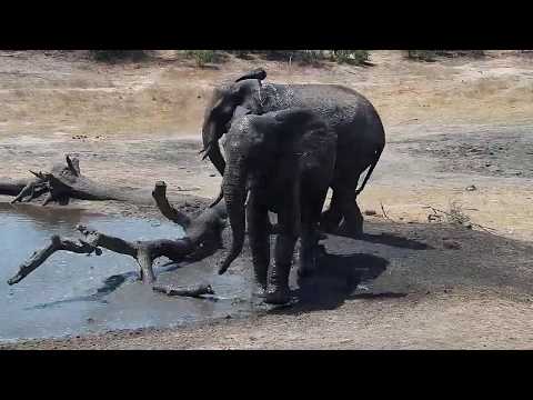 Djuma: Two Elephants get a cool drink - 12:32- 10/08/19