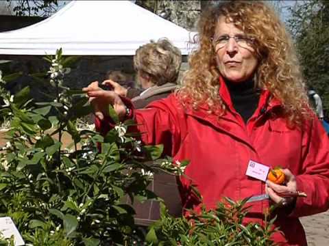 comment poser un voile d'hivernage sur les plantes
