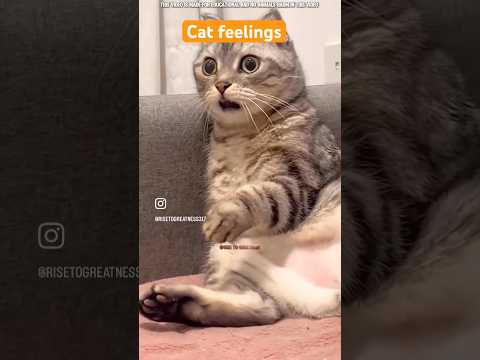 Cat actions 😿 #cat #feeling #love