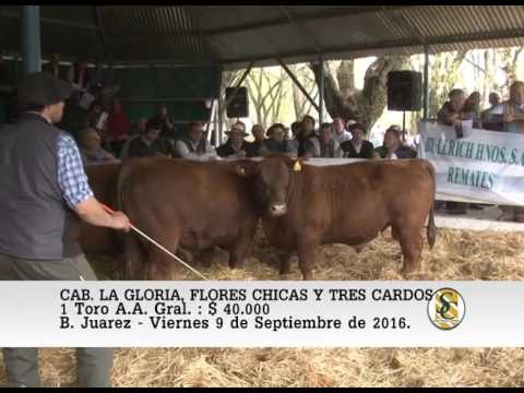 09-09-16 Venta de Toros A.A. Grales. - Cabaña La Gloria e Invitadas - B. Juarez.