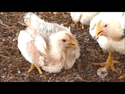 , title : 'Así se puede producir pollo de engorde a pesar de las temperaturas altas - La Finca de Hoy'